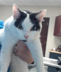 Shelter Stray Female Cat last seen Near CORAL CT, FAYETTEVILLE NC 28311, 4704 Corporation Dr, Fayetteville, NC 28306, USA