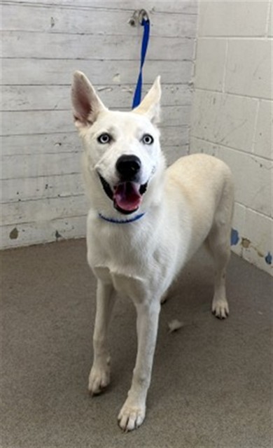 Shelter Stray Female Dog last seen PALM LN X PINE AVE, 333 Chandler Pl, San Bernardino, CA 92408, USA