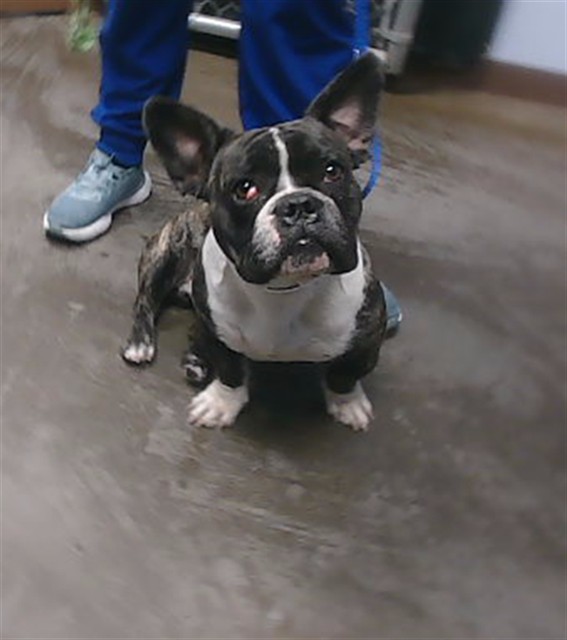 Shelter Stray Male Dog last seen 11TH AVE AND VOGEL AVE, 2500 S 27th Ave, Phoenix, AZ 85009, USA