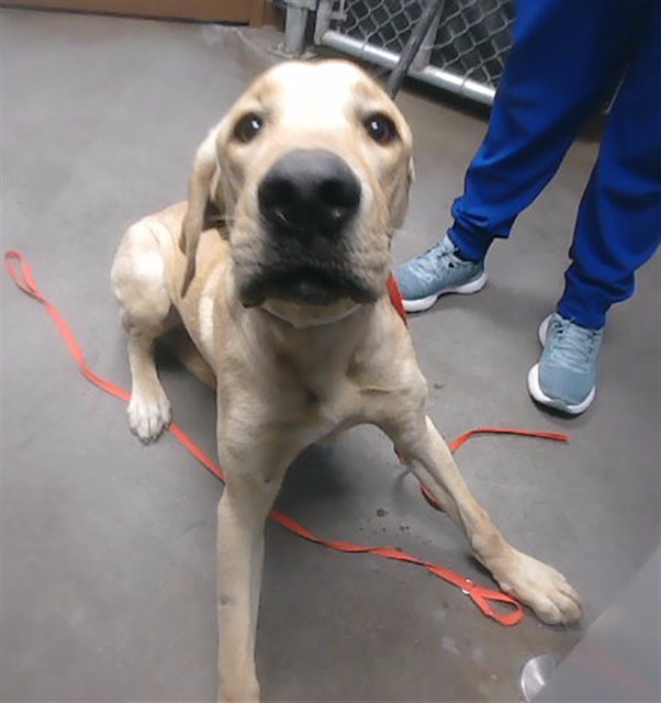 Shelter Stray Male Dog last seen 51ST AVE AND BASELINE RD, 2500 S 27th Ave, Phoenix, AZ 85009, USA