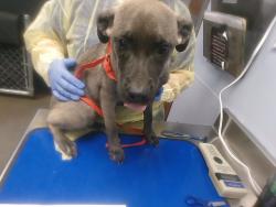 Shelter Stray Female Dog last seen GUADALUPE RD AND PRICE RD, 2500 S 27th Ave, Phoenix, AZ 85009, USA