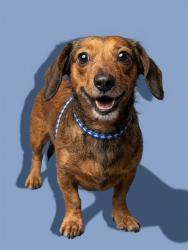 Shelter Stray Female Dog last seen Near BLOCK UNIVERSITY BLVD, 2020 Forest St, Jacksonville, FL 32204, USA