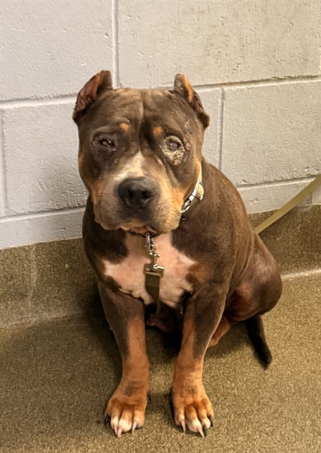 Shelter Stray Female Dog last seen Near BLOCK QUA DRIVE, 2020 Forest St, Jacksonville, FL 32204, USA