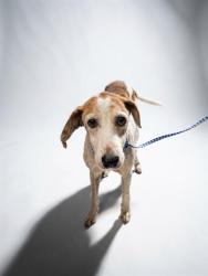 Shelter Stray Female Dog last seen Near BLOCK NORMANDY BLVD, 2020 Forest St, Jacksonville, FL 32204, USA