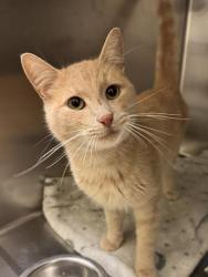 Shelter Stray Male Cat last seen Near BLOCK S 2520, 4522 W 3500 S, West Valley City, UT 84120, USA