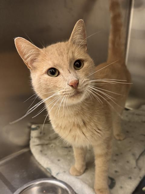 Shelter Stray Male Cat last seen Near BLOCK S 2520, 4522 W 3500 S, West Valley City, UT 84120, USA