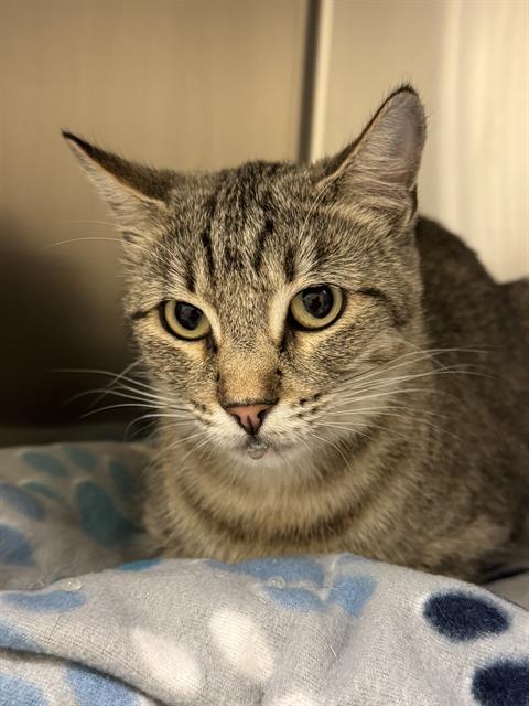 Shelter Stray Female Cat last seen Near BLOCK S CORBIN DR, 4522 W 3500 S, West Valley City, UT 84120, USA