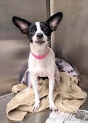 Shelter Stray Female Dog last seen , 1850 W 60th St, Los Angeles, CA 90047, USA
