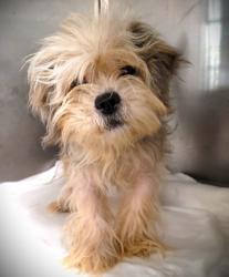 Shelter Stray Male Dog last seen , 1850 W 60th St, Los Angeles, CA 90047, USA