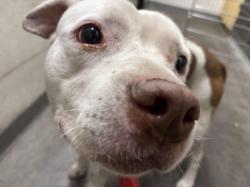 Shelter Stray Male Dog last seen , 1850 W 60th St, Los Angeles, CA 90047, USA