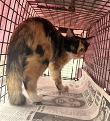Shelter Stray Unknown Cat last seen Near BLOCK S UNIVERSITY DR, DAVIE FL 33324, 2400 SW 42nd St, Fort Lauderdale, FL 33312, USA