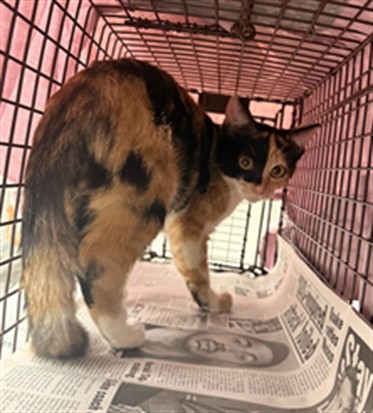 Shelter Stray Unknown Cat last seen Near BLOCK S UNIVERSITY DR, DAVIE FL 33324, 2400 SW 42nd St, Fort Lauderdale, FL 33312, USA