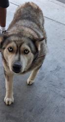 Shelter Stray Female Dog last seen , 1850 W 60th St, Los Angeles, CA 90047, USA