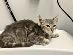 Shelter Stray Male Cat last seen Near BLOCK CHINOOK AVE, ENUMCLAW WA 98022, 21615 64th Ave S, Kent, WA 98032, USA