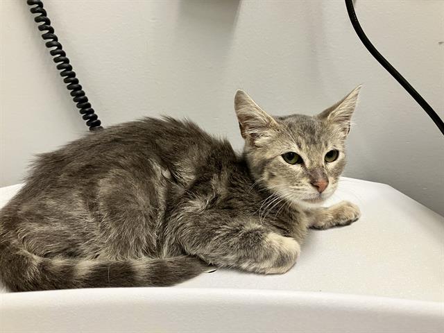 Shelter Stray Male Cat last seen Near BLOCK CHINOOK AVE, ENUMCLAW WA 98022, 21615 64th Ave S, Kent, WA 98032, USA