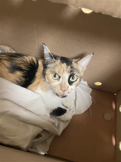 Shelter Stray Female Cat last seen RED DEER WAY & DOE CT, 2127 Front St, Sacramento, CA 95818, USA