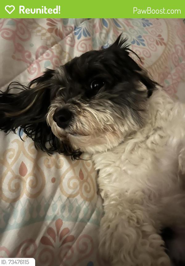 Reunited Male Dog last seen La ca, Lancaster Denmore, Lancaster, CA 93535