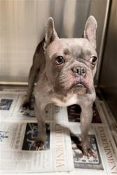 Shelter Stray Female Dog last seen , 3201 Lacy St, Los Angeles, CA 90031, USA