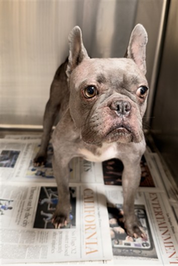 Shelter Stray Female Dog last seen , 3201 Lacy St, Los Angeles, CA 90031, USA