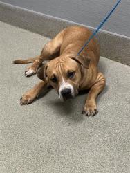 Shelter Stray Male Dog last seen Near BLOCK W ALEXANDER RD, LAS VEGAS NV 89129, 655 N Mojave Rd, Las Vegas, NV 89101, USA