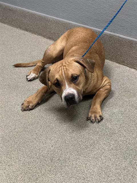 Shelter Stray Male Dog last seen Near BLOCK W ALEXANDER RD, LAS VEGAS NV 89129, 655 N Mojave Rd, Las Vegas, NV 89101, USA