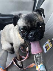 Reunited Female Dog last seen Near N. 90th Ln, Phoenix, AZ 85037