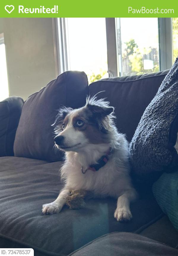 Reunited Female Dog last seen Near Santa Paula, Solana Beach, CA 92075, USA, Solana Beach, CA 92075