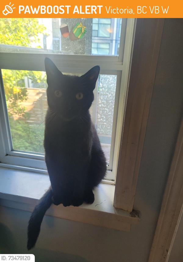 Found/Stray Female Cat last seen Veterans Memorial Park, Victoria, BC V9B 2W8