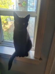 Found/Stray Female Cat last seen Veterans Memorial Park, Victoria, BC V9B 2W8