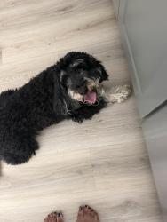 Reunited Male Dog last seen On Cobia Dr near Olympus Crossing apmts, Katy, TX 77494