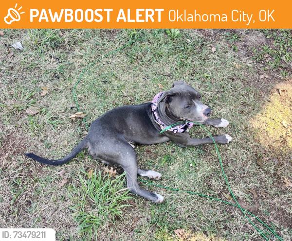 Found/Stray Male Dog last seen May nimitz, Oklahoma City, OK 73112