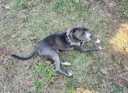 Found/Stray Male Dog last seen May nimitz, Oklahoma City, OK 73112