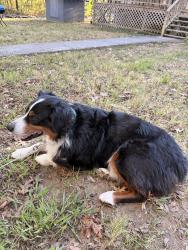 Found/Stray Male Dog last seen In the road on dug hollow, Bradyville, TN 37026