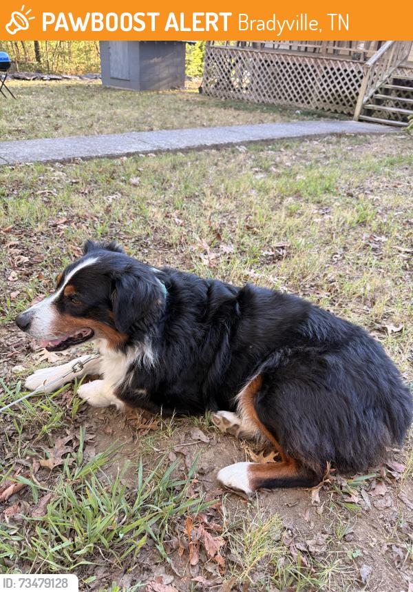 Found/Stray Male Dog last seen In the road on dug hollow, Bradyville, TN 37026