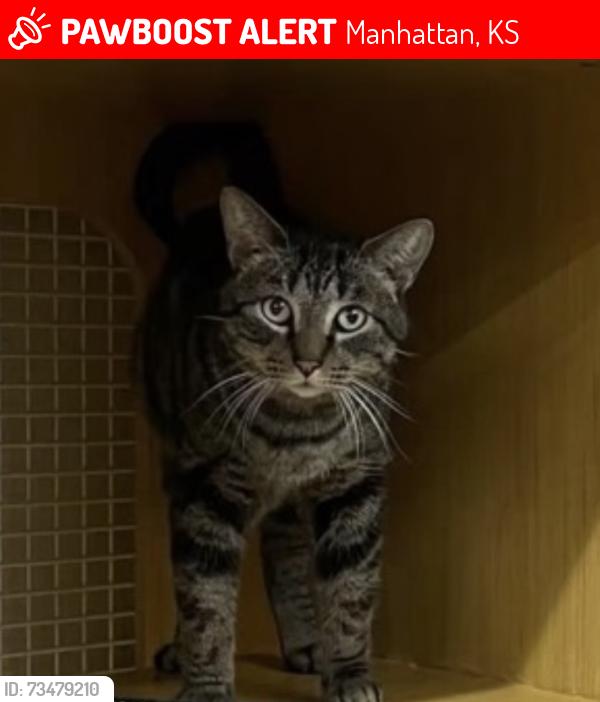 Lost Male Cat last seen 11th street and colorado street, Manhattan, KS 66502