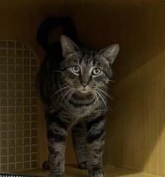 Lost Male Cat last seen 11th street and colorado street, Manhattan, KS 66502