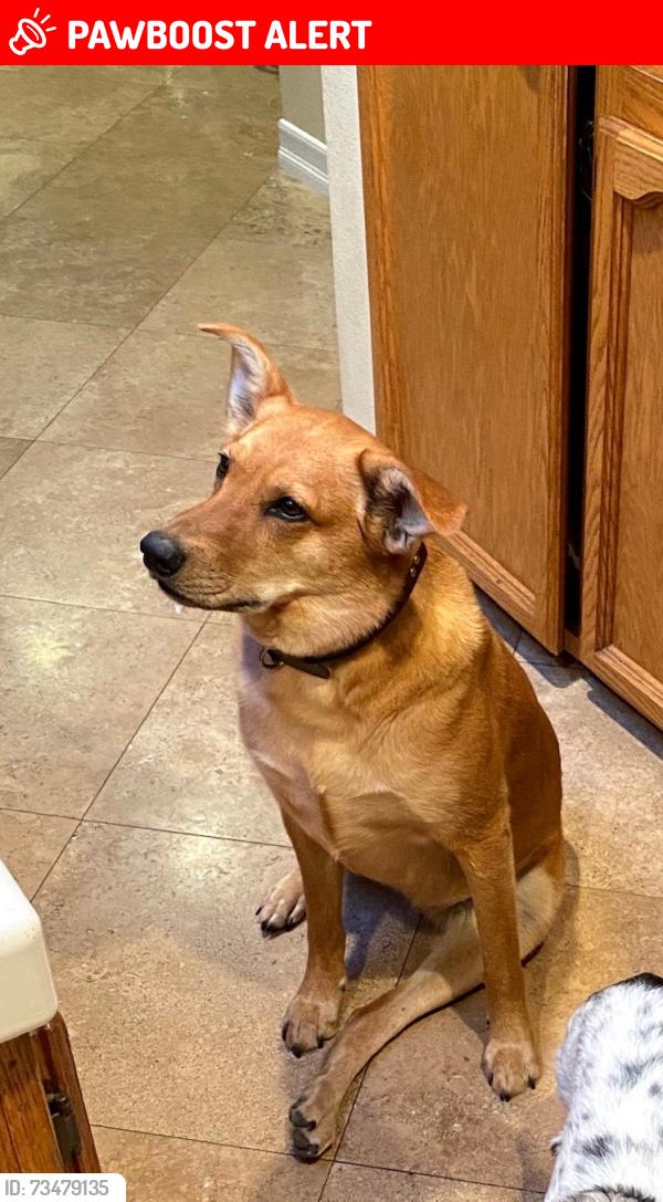 Lost Female Dog last seen Rio Maria Rd. and Hwy 67, San Diego County, CA 92040