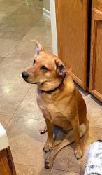 Lost Female Dog last seen Rio Maria Rd. and Hwy 67, San Diego County, CA 92040