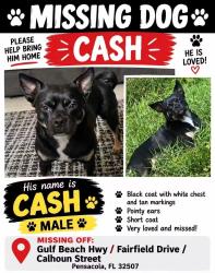 Lost Male Dog last seen Gulf Beach Hwy, Fairfield Drive, Pensacola, FL 32507