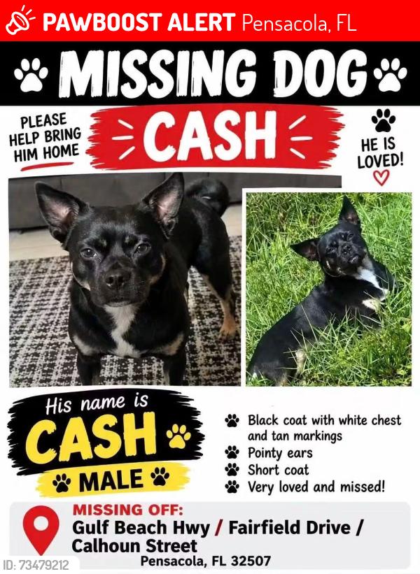 Lost Male Dog last seen Gulf Beach Hwy, Fairfield Drive, Pensacola, FL 32507