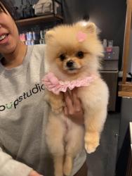 Reunited Female Dog last seen 23rd ave, Queens, NY 11105