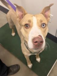 Shelter Stray Female Dog last seen Near woodbridge, 2nd District, OH, 9203 Detroit Ave, Cleveland, OH 44102, USA