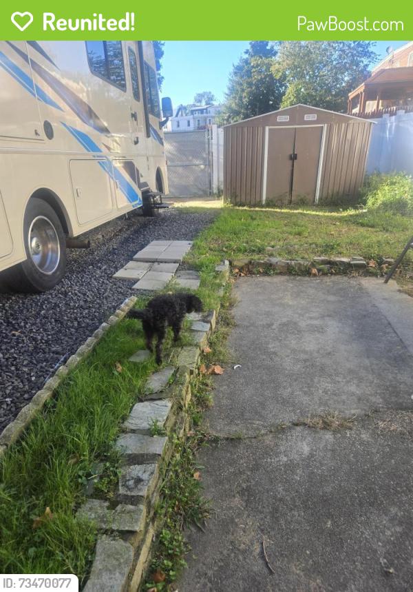Reunited Male Dog last seen Dyre and Castor Ave, Philadelphia, PA 19124