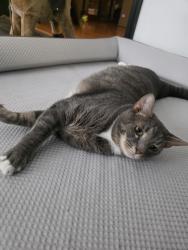Reunited Male Cat last seen Spotted Tavern, Sousa Lane, Fredericksburg, VA 22406
