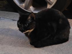 Found/Stray Unknown Cat last seen hse, Philadelphia, PA 19149