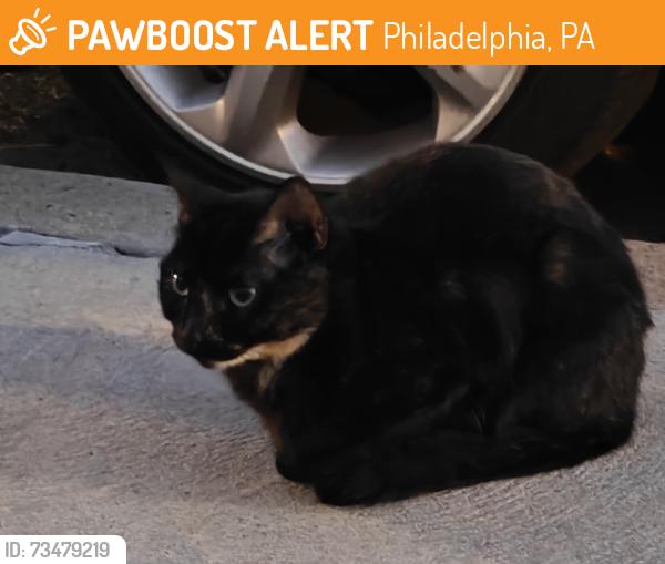 Found/Stray Unknown Cat last seen hse, Philadelphia, PA 19149