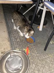 Found/Stray Male Cat last seen Corrington and Ellis, Peoria, IL 61604