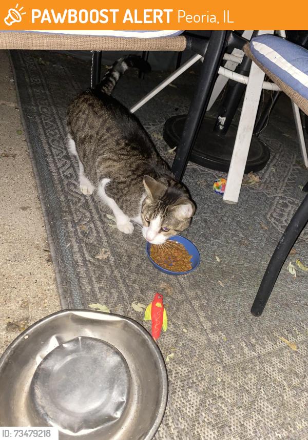 Found/Stray Male Cat last seen Corrington and Ellis, Peoria, IL 61604