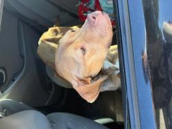 Shelter Stray Female Dog last seen Near Chupp Way Circle, Lithonia, GA, 30038, 30038, GA, 3280 Chamblee Dunwoody Rd, Chamblee, GA 30341, USA