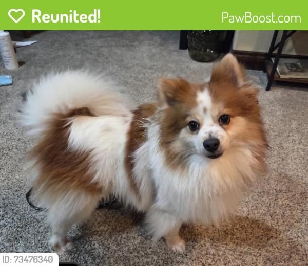 Reunited Male Dog last seen Greeeley West High School, Greeley, CO 80634